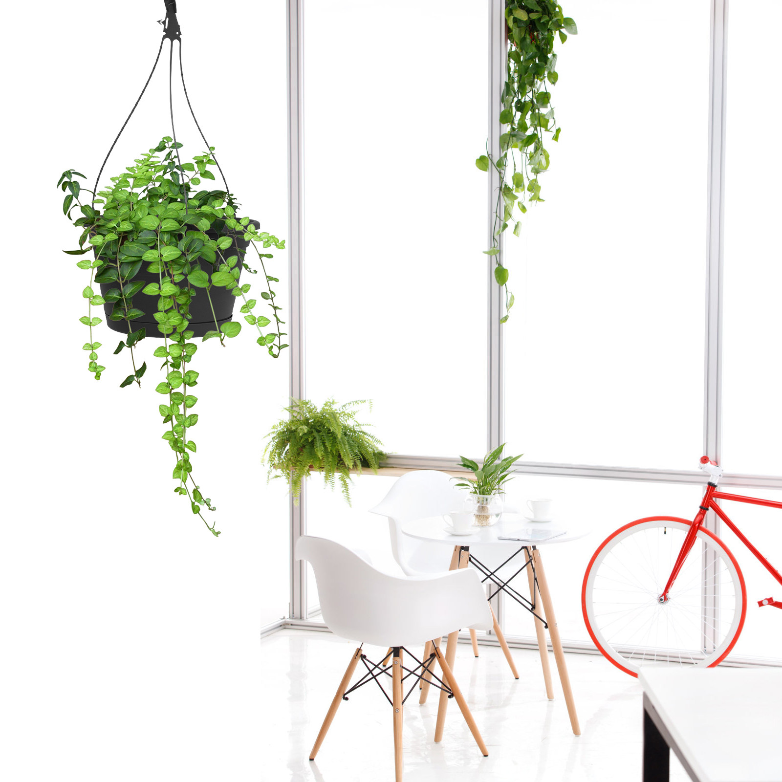 1Pcs Hanging Spider Plant Pot  - Spider Plant Hanging recension och pris