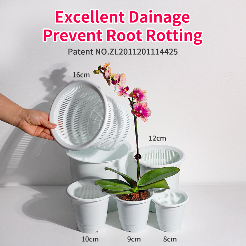 Double Wall Orchid Pot Succule - Echeveria Succulent recension och pris