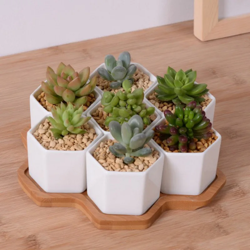 Set of 4/7/9/10 Hexagon Flower - Echeveria Succulent recension och pris