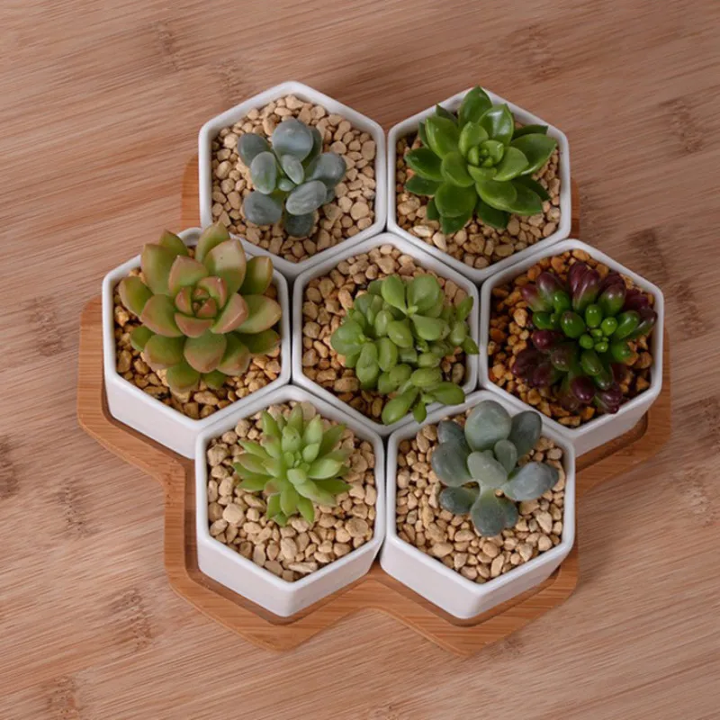 Set of 4/7/9/10 Hexagon Flower - Echeveria Succulent recension och pris