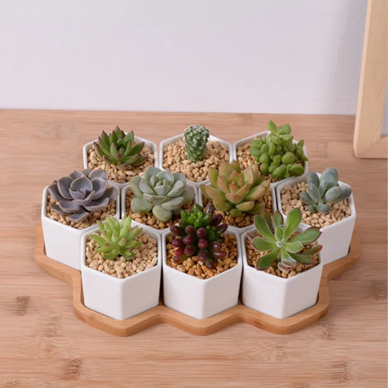 Set of 4/7/9/10 Hexagon Flower - Echeveria Succulent recension och pris